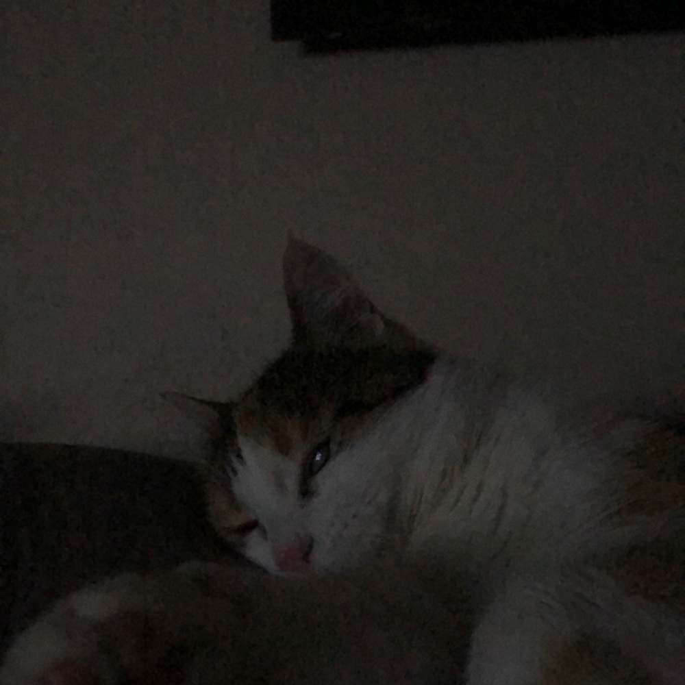 Meet your Posher, Sacha